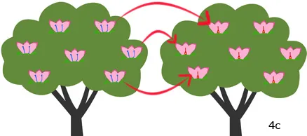 Figure 4c. Dioecious species.