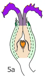 Figure 5a. Walnut: female flower with small pollen grains (orange), enlarged stigma (purple), sepals (light green) and a bract (green).