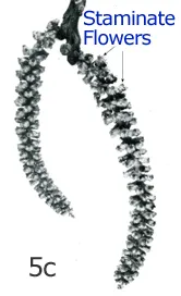 Figure 5c. In walnut, as in many other wind pollinated crop species, the male flowers are arranged in groups along long “catkins”.