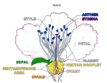 Figure 6. Insect-pollinated peach flower.source: USDA Handbook
