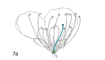 Seed & Fruit Development: Figure 7a