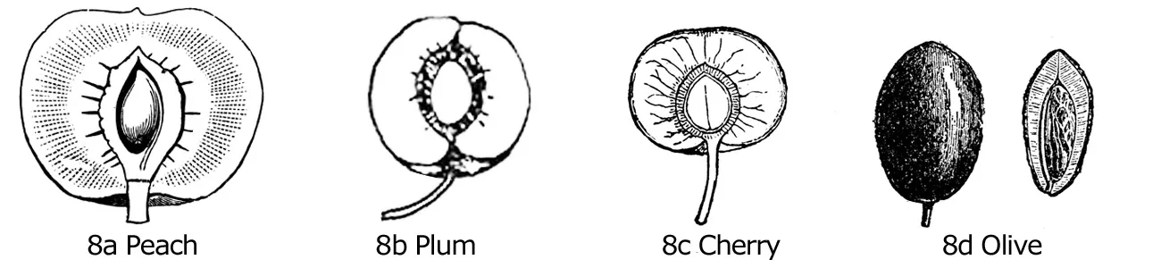 Figure 8. Longitudinal sections of peach (a), plum (b), cherry (c), and olive (d) fruit.