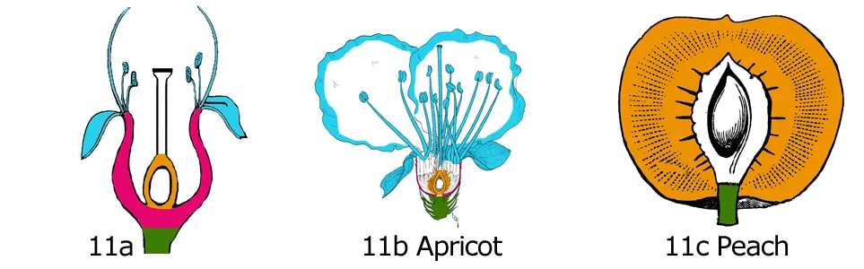 Flower Anatomy & Pollination: Figure 11