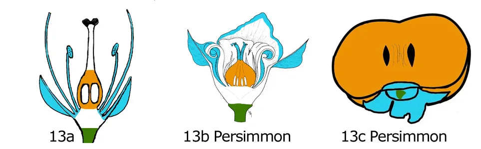 Flower Anatomy & Pollination: Figure 13
