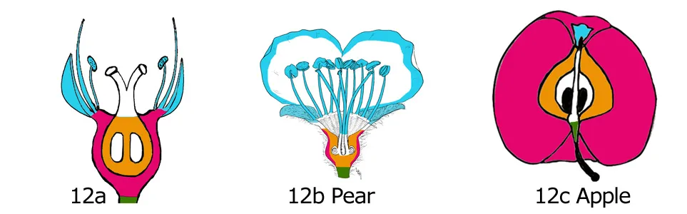 Flower Anatomy & Pollination: Figure 12