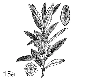 Flower Anatomy & Pollination: Figure 15a