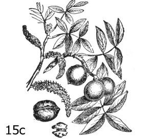 Flower Anatomy & Pollination: Figure 15c