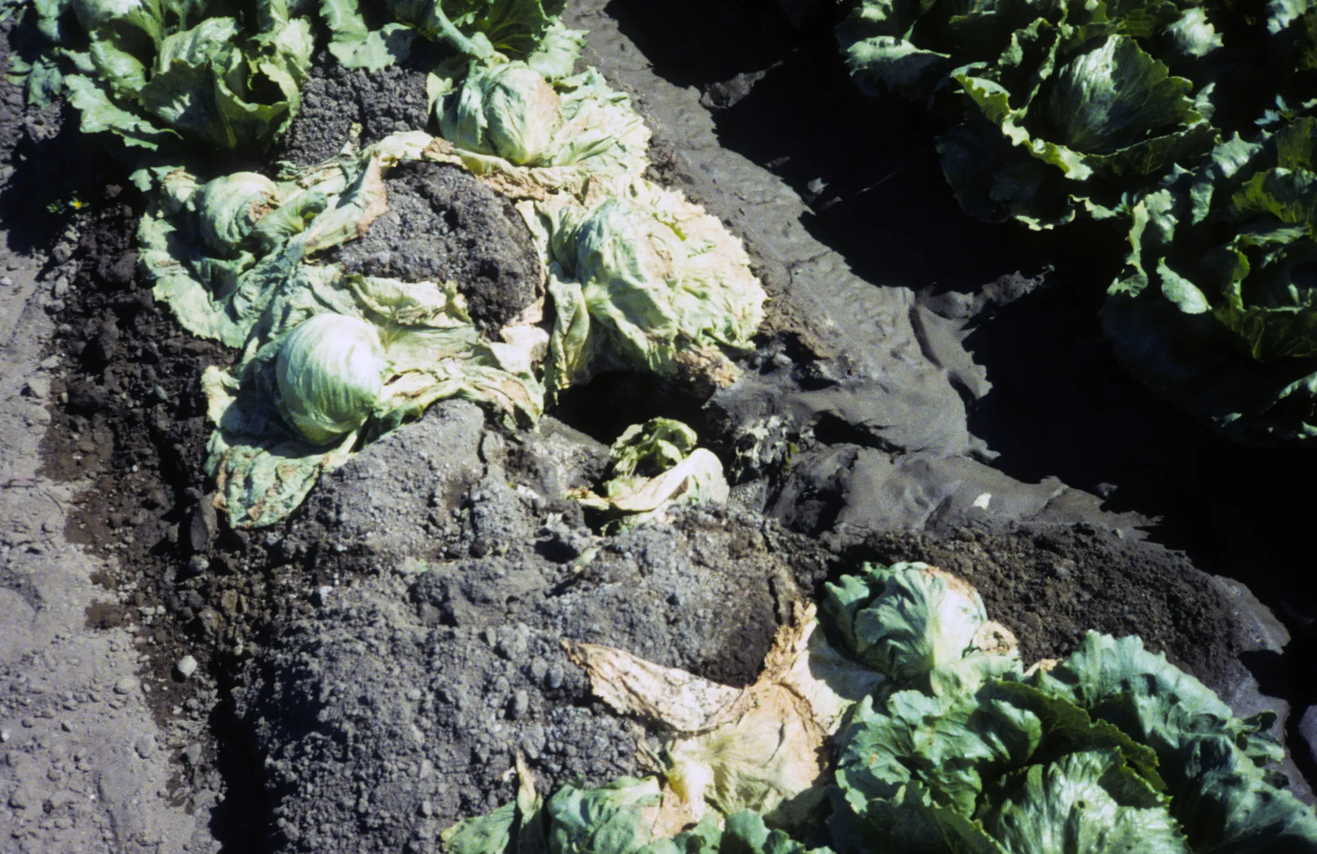 Result of a leak caused by a gopher in a lettuce field. Photo: L. Schwankl.
