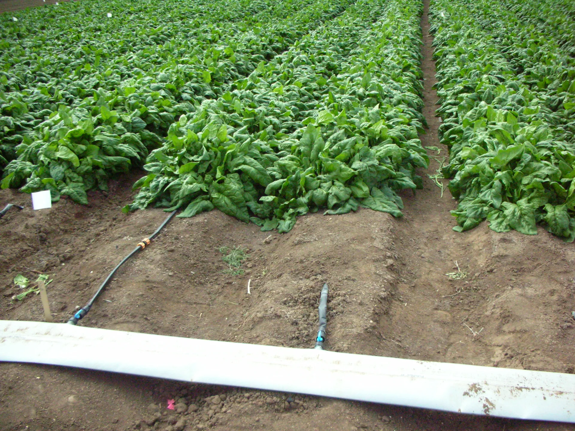 Drip tape used to irrigate spinach. Photo: D Porter