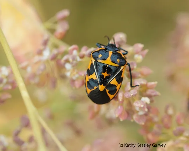 Looking down on a harlequin bug. (Photo by Kathy Keatley Garvey)