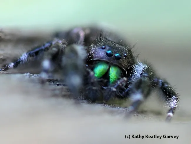 Moving fast, a spider heads for prey. (Photo by Kathy Keatley Garvey)