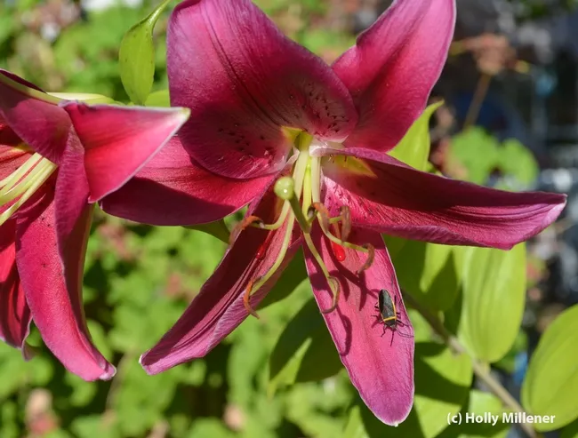 Bordered plant bug on a lily in an Oroville yard. (Photo by Holly Millener)