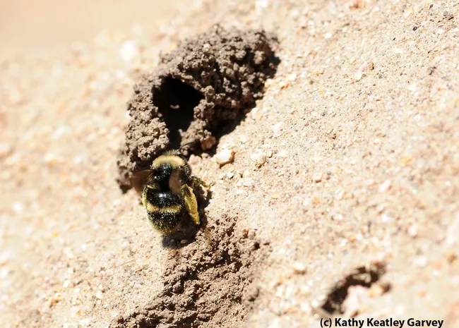 Packing pollen, a female digger bee, Anthophora bomboides stanfordiana, crawls into her nest. (Photo by Kathy Keatley Garvey),