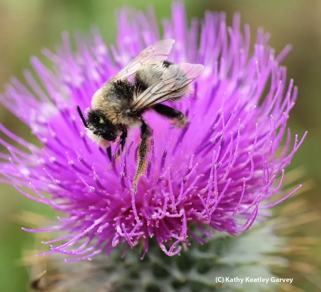 The male digger bee, Anthophora bomboides stanfordiana, looks less like a bumble bee than the female. (Photo by Kathy Keatley Garvey)