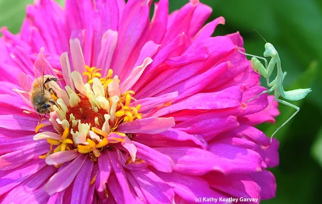 Honey bee nectars a zinnia, unaware of a predator eyeing her every move. (Photo by Kathy Keatley Garvey)