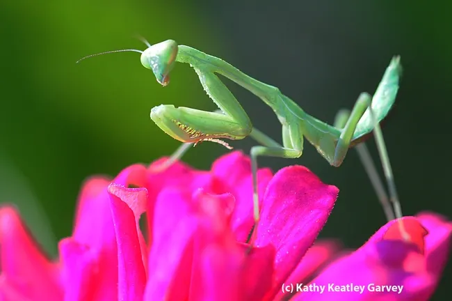 Coming up empty, the praying mantis stares at where the bee had been. (Photo by Kathy Keatley Garvey)
