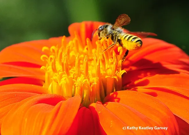 This female leafcutting bee, Megachile fidelis, is loaded with pollen. (Photo by Kathy Keatley Garvey)