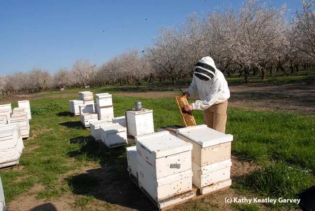 Bee breeder-geneticist Kim Fondrk of UC Davis manages the Robert Page specialized genetic stock. These bee hives were in a Dixon almond orchard. (Photo by Kathy Keatley Garvey)