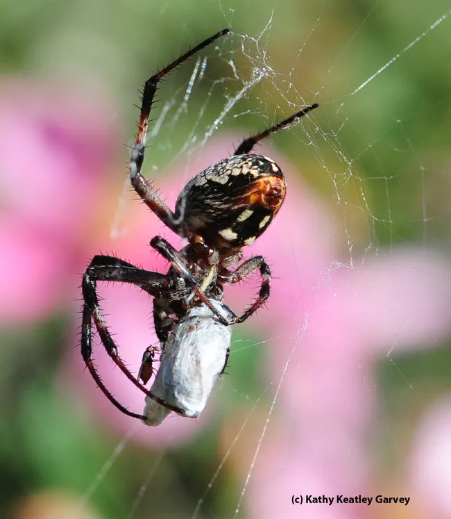 Freeloader fly sharing a meal with a spider. (Photo by Kathy Keatley Garvey)