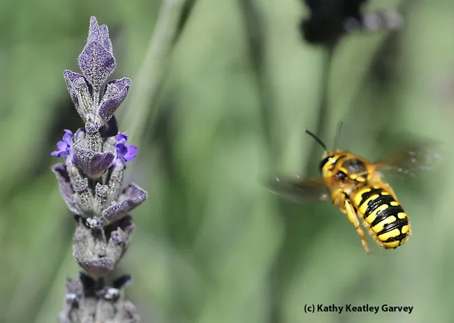 European wool carder bee, Anthidium manicatum, in flight, heading for lavender. (Photo by Kathy Keatley Garvey)