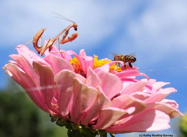 Unsuspecting honey bee lands on a zinnia occupied by a praying mantis lying in wait. (Photo by Kathy Keatley Garvey)