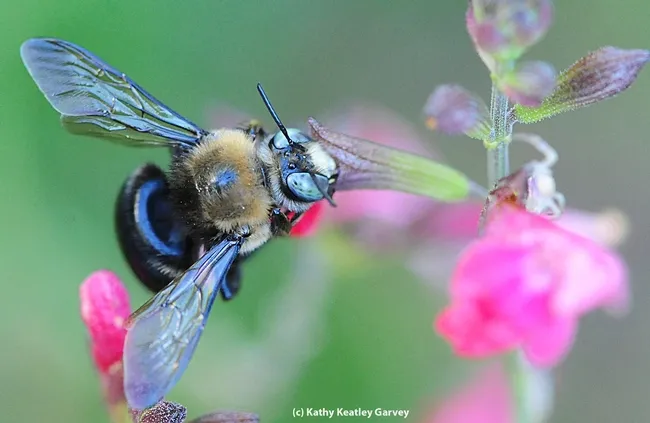 Male mountain or foothill carpenter bee, Xylocopa tabaniformis orpifex, on salvia. (Photo by Kathy Keatley Garvey)
