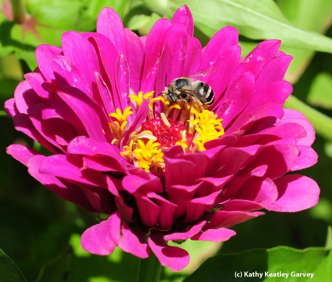Female digger bee, Anthophora urbana, on zinnia. (Photo by Kathy Keatley Garvey),