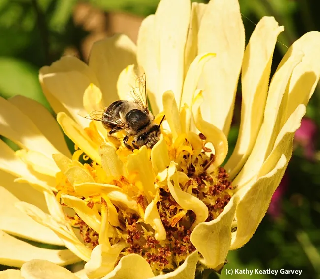 Female digger bee, Anthophora urbana, peers over the petals of a zinnia. (Photo by Kathy Keatley Garvey)