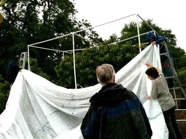 Placing the cover over the PVC structure