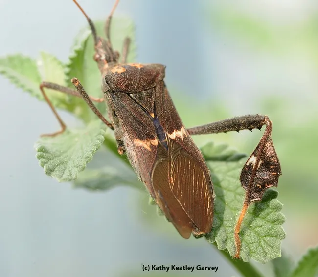 Close-up of leaffooted bug. (Photo by Kathy Keatley Garvey)