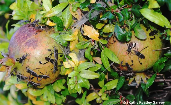 Leaffooted bugs making pomegranates their kitchen, living room and bedroom. (Photo by Kathy Keatley Garvey)