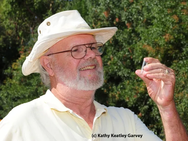 Native pollinator specialist Robbin Thorp is a a retired UC Davis professor, but continues his full-time research. (Photo by Kathy Keatley Garvey)