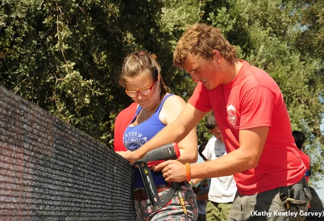 Derek Tully of Boy Scout Troop 111 and his girlfriend, Emily Talbot, staple wire to the fence. This was his Eagle Scout project. He competes on the Davis High School water polo and swim teams and she's a talented violinist. (Photo by Kathy Keatley Garvey)
