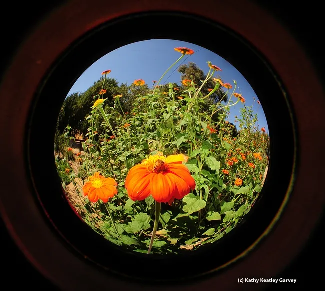 Fisheye of Mexican sunflowers (Tithonia) in the Haagen-Dazs Honey Bee Haven. (Photo by Kathy Keatley Garvey)