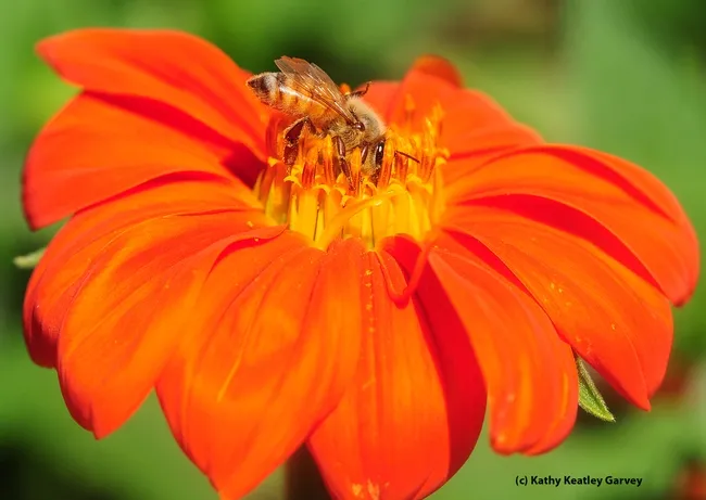 A honey bee foraging on a Mexican sunflower (Tithonia). (Photo by Kathy Keatley Garvey)