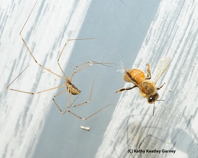 The spider edges closer. (Photo by Kathy Keatley Garvey)