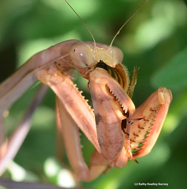 Praying mantid polishing off the bee. (Photo by Kathy Keatley Garvey)