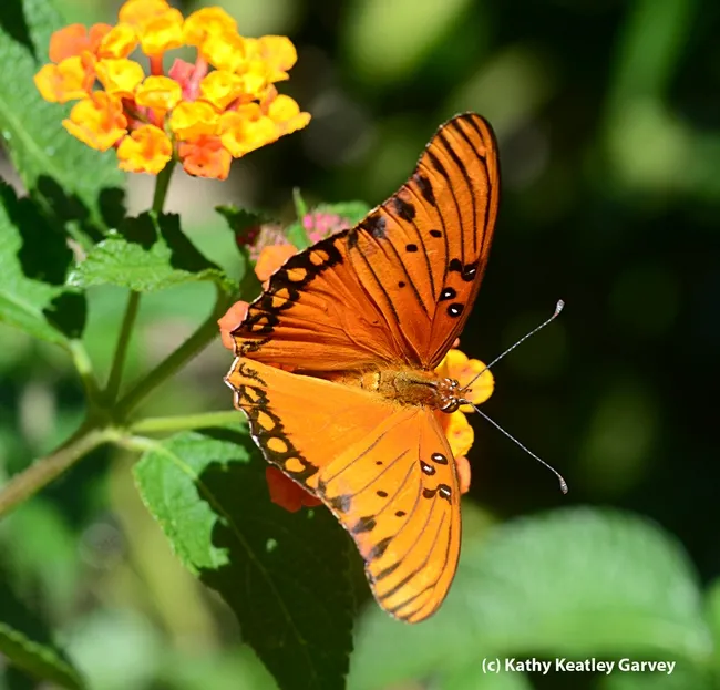 Gulf Fritillary on lantana. (Photo by Kathy Keatley Garvey)