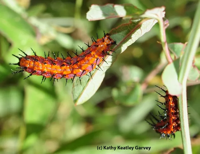 Two Gulf Fritillary caterpillars chowing down on the leaves of a passion flower vine. (Photo by Kathy Keatley Garvey)