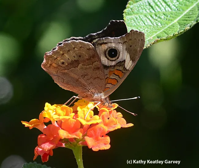 Buckeye perched on lantana. (Photo by Kathy Keatley Garvey)