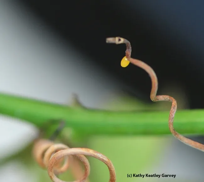 Close-up of the tiny egg. (Photo by Kathy Keatley Garvey)