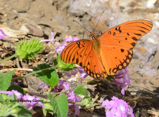 Gulf Fritillary spreading its wings on lantana. (Photo by Kathy Keatley Garvey)