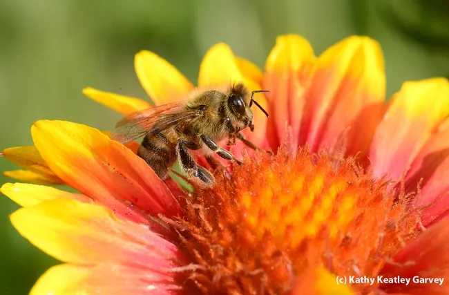 Honey bee on a blanket flower, Gaillardia. (Photo by Kathy Keatley Garvey)