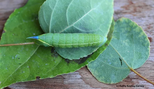 Smerinthus cerisyi caterpillar on aspen leaves. (Photo by Kathy Keatley Garvey)