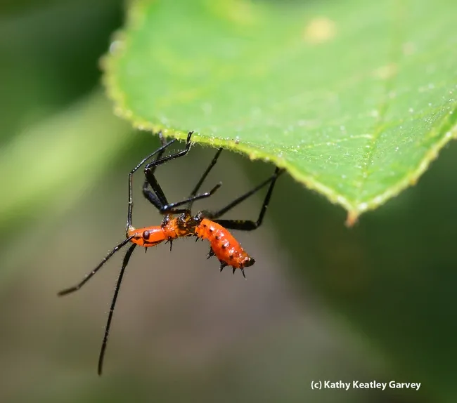 Leaffooted bug nymphs, Leptoglossus clypealis. (Photo by Kathy Keatley Garvey)