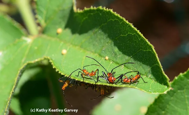 Leaffooted bug nymphs, Leptoglossus clypealis. crowd a leaf of a passion flower vine. Note the yellow Gulf Fritillary eggs on the leaf. (Photo by Kathy Keatley Garvey)