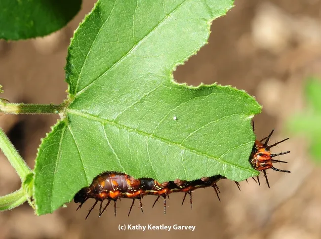 Close-up of a Gulf Fritillary caterpillar. These leaffooted bug nymphs are sharing leaves of the Passiflora with Gulf Fritillary caterpillars. (Photo by Kathy Keatley Garvey)