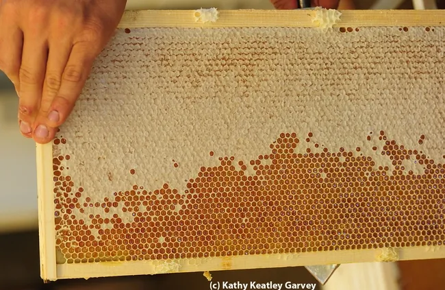 A frame of honey from the Harry H. Laidlaw Jr. Honey Bee Research Facility, UC Davis. (Photo by Kathy Keatley Garvey)