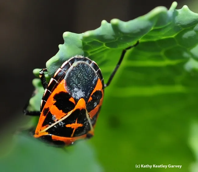 Harlequin cabbage bug feeding on cabbage. (Photo by Kathy Keatley Garvey)