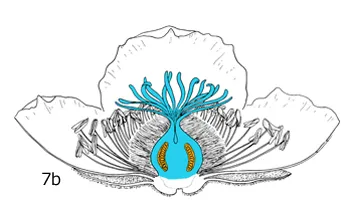 Seed & Fruit Development: Figure 7b